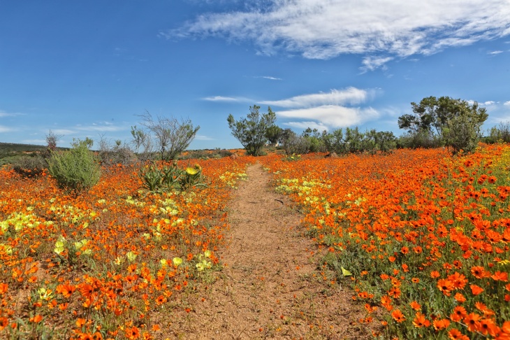 flowers at the namaqualand national park south africa.jpg